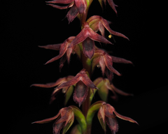 Genoplesium filiforme