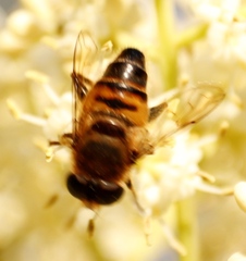 Phytomia