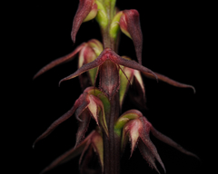 Genoplesium filiforme