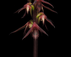 Genoplesium filiforme