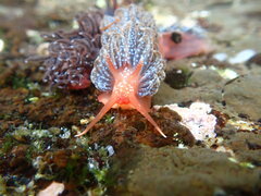 Spurilla braziliana