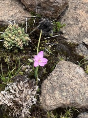 Hesperantha grandiflora