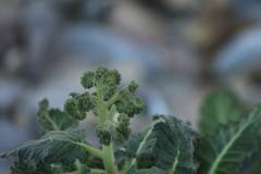 Phacelia integrifolia
