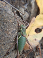 Ephippiger ephippiger