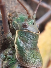 Ephippiger ephippiger