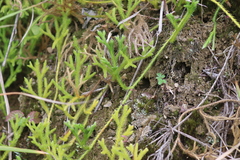 Lycopodium japonicum