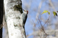 Melanerpes carolinus
