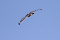 Buteo lineatus