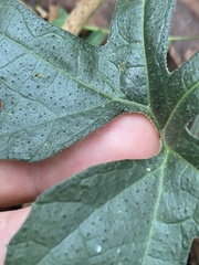 Diplocyclos palmatus