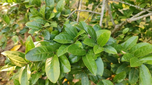 Capparis wui