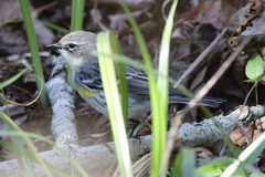 Setophaga coronata