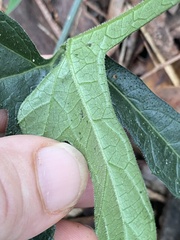 Diplocyclos palmatus