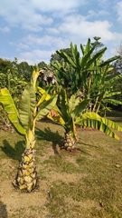 Ensete superbum