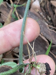 Diplocyclos palmatus