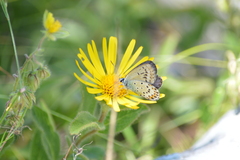 Plebejus idas