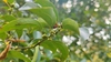 Lindera pulcherrima - Photo (c) 刘光裕 Liu Guangyu, some rights reserved (CC BY-NC), uploaded by 刘光裕 Liu Guangyu