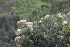 Buddleja saligna