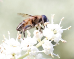 Phytomia