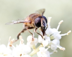 Phytomia