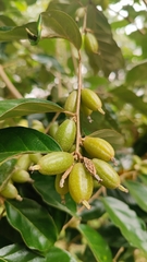 Elaeagnus conferta