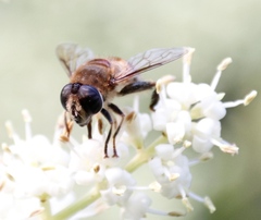 Phytomia