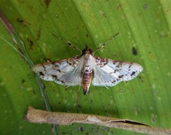 Azochis rufidiscalis