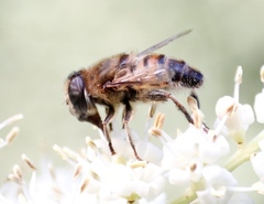 Phytomia