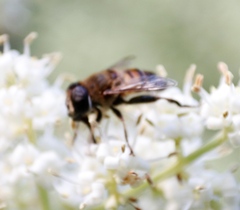 Phytomia