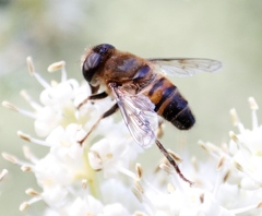 Phytomia