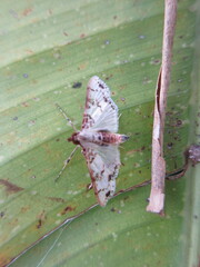 Azochis rufidiscalis