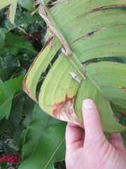 Azochis rufidiscalis