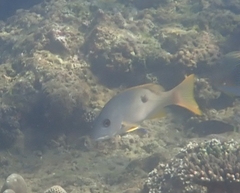 Lutjanus monostigma