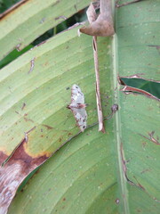 Azochis rufidiscalis