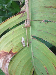 Azochis rufidiscalis