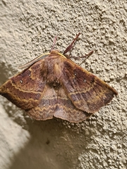 Anthela repleta