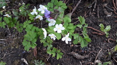 Isopyrum thalictroides