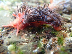 Spurilla braziliana