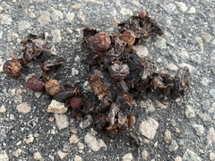 Urocyon cinereoargenteus