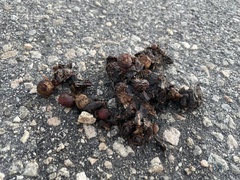 Urocyon cinereoargenteus