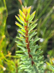 Pultenaea canescens