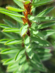 Pultenaea canescens