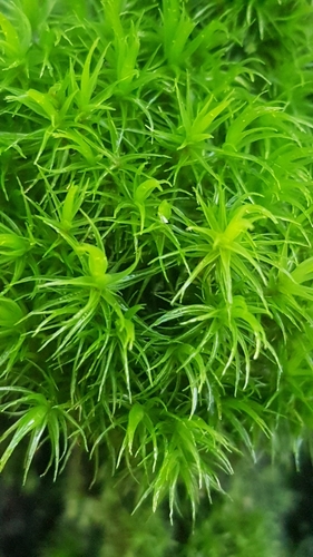 Representative image of Dicranum scoparium