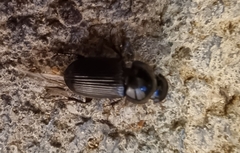 Aphodiinae