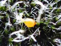 Grimmia orbicularis