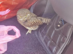 Glaucidium cuculoides