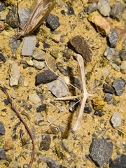 Stenoptilia zophodactylus