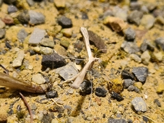 Stenoptilia zophodactylus