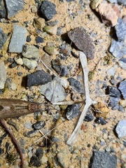 Stenoptilia zophodactylus