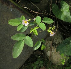 Oxalis barrelieri