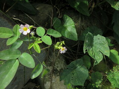 Oxalis barrelieri